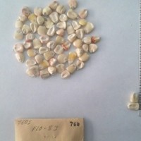 CIMMYTMA 760 - Reference Inventory.jpg