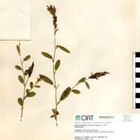 21148 herbarium