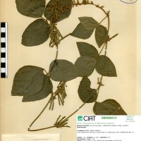 8979 herbarium