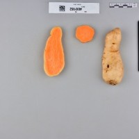 CIP 400182 (root).jpg