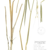 IRGC 86481 Herbarium