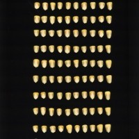 CIMMYTMA 7802 BRAZ 2237 AF22A-0903-92 K_compress.jpg