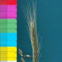 CWI10289_52594_710.jpg