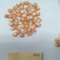 CIMMYTMA 2422 - Reference Inventory.jpg