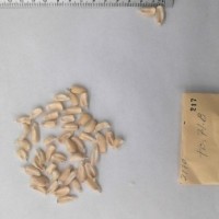 CIMMYTMA 217 - Reference Inventory.jpg