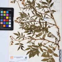 CIP 760030_OCH S86_01.jpg