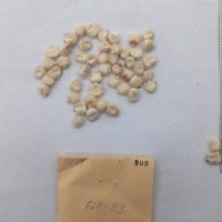 CIMMYTMA 909 - Reference Inventory.jpg