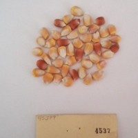 CIMMYTMA 4537 - Reference Inventory.jpg