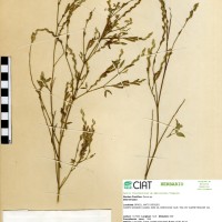 9593 herbarium