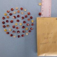 CIMMYTMA 7119 - Reference inventory.jpg