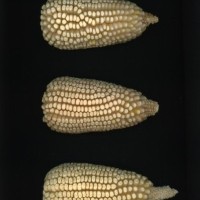 CIMMYTMA 23362 HIDA 221 BA22U-2903-15 E1.jpg