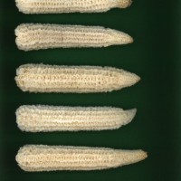 CIMMYTMA 2982 BRAZ 3032 AF22A-0903-151 C_compress.jpg