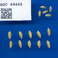 IRGC 49465 Seed Photo