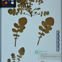 CIP 761464 herbarium