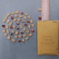 CIMMYTMA 7225 - Reference inventory.jpg