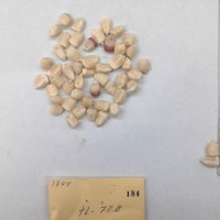 CIMMYTMA 184 - Reference Inventory.jpg