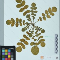CIP 760267 herbarium