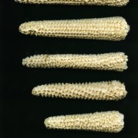 CIMMYTMA 27848 GUAT 1472 TC24U-2903-297 C.jpg