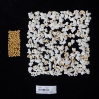 Popped and not popped comparison labeled.jpg