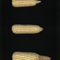 CIMMYTMA 15481 BRAZ BA017 AF22A-0903-153 E1_compress.jpg