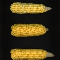 CIMMYTMA 21711 PAZM 14103 AF19A-0903-27 E.jpg