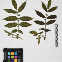 CIP 765702_RPSP 014_02.jpg