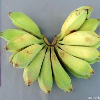 6.7.11 - Fusion of pedicels