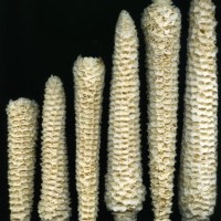 CIMMYTMA 27408 CHIS 822 TC24U-2903-163 C.jpg