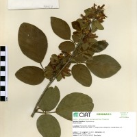 33410 herbarium