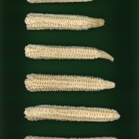 CIMMYTMA 5786 BRAZ 1493 AF22A-0903-71 C_compress.jpg