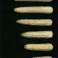 CIMMYTMA 4994 BRAZ 2152 AF20A-0903-186 C.jpg