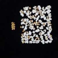 Popped and not popped comparison.jpg