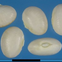 G26079 seed.jpg