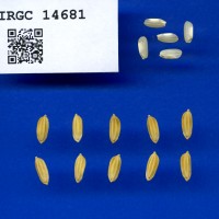 IRGC 14681 Seed Photo