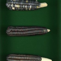 CIMMYTMA 5978 OAXA 320 PV22A-1903-124 E14380 _compress.jpg