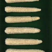 CIMMYTMA 26814 GUAN 396 BA22U-2903-70 C.jpg