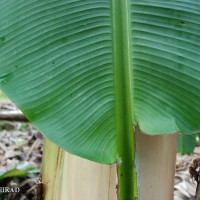 6.3.12 - Colour of leaf upper surface
