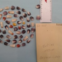 CIMMYTMA 6042 - Reference Inventory.jpg