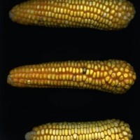 CIMMYTMA 27444 CHIS 858 BA22U-2903-94 E.jpg