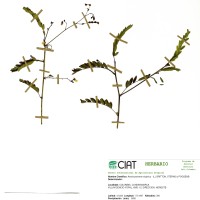 8098 herbarium