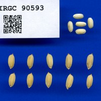 IRGC 90593 Seed Photo
