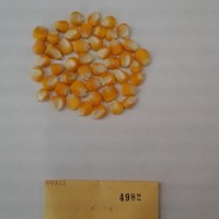 CIMMYTMA 4982 - Reference Inventory.jpg