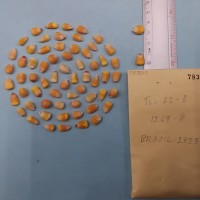 CIMMYTMA 7835 - Reference inventory.jpg