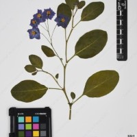 CIP 761364_OCH 11954_03.jpg