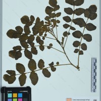 CIP 760267 herbarium