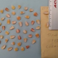 CIMMYTMA 5654 - Reference Inventory.jpg