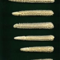 CIMMYTMA 5191 GUAT 131 AF18A-0903-183 C.jpg