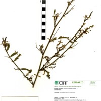 19902 herbarium
