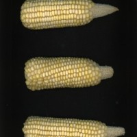 CIMMYTMA 9025 PERU 1124 AF17A-0903-51 E.jpg