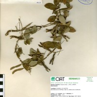 7058 herbarium